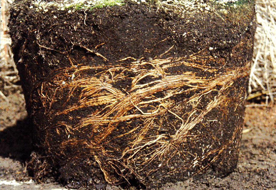 Plantinbag-Wurzeldrehwuchs-querGQIuSxPt0qil4