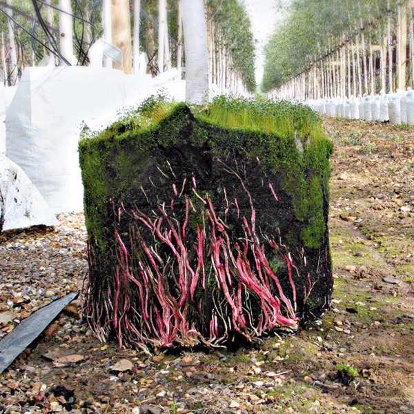 Kein-Wurzeldrehwuchs