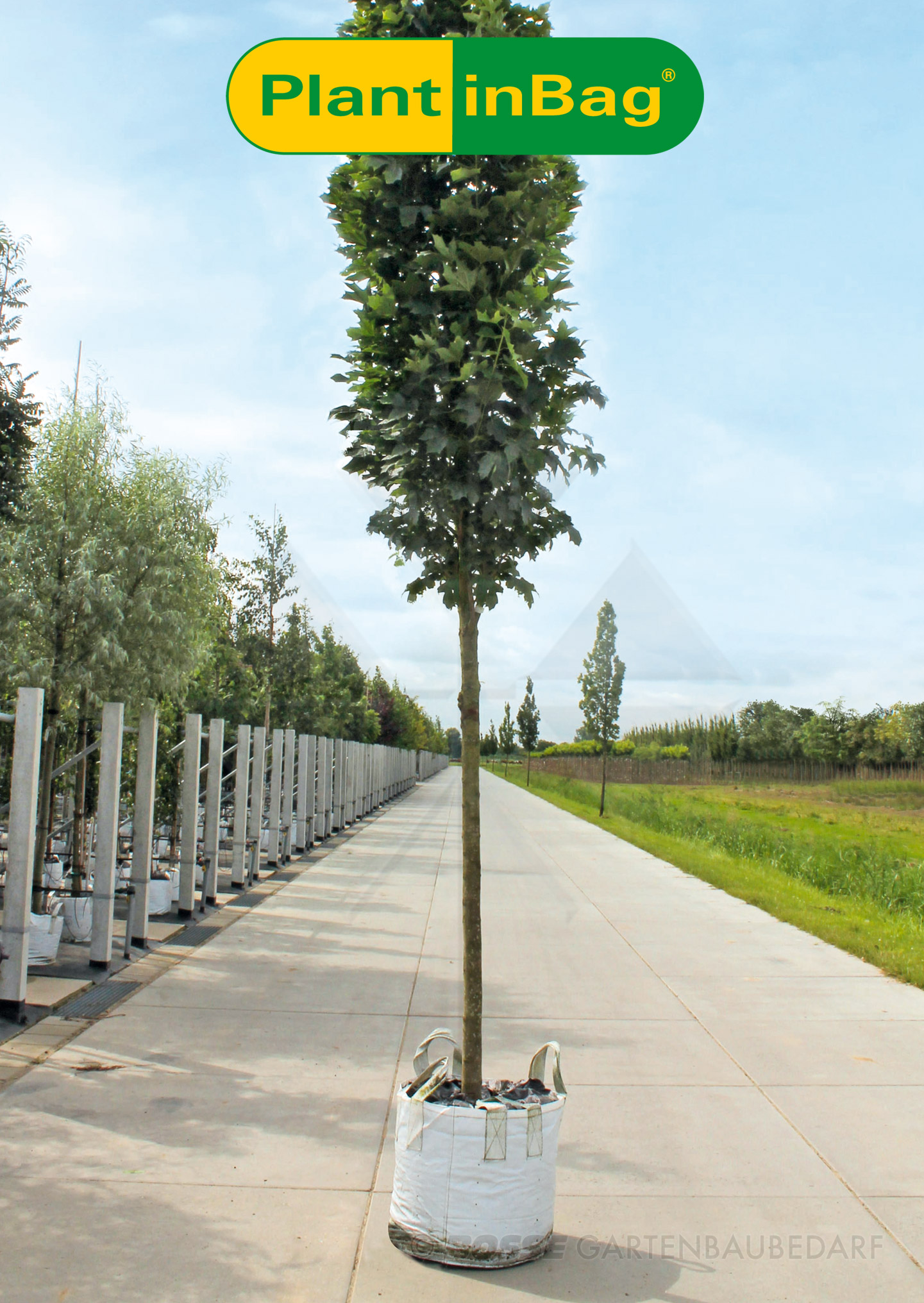 Plantinbag-hochstamm-hoch