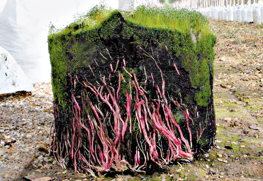 Plantinbag-kein-Wurzeldrehwuchs-querROMOUDEp4auLj