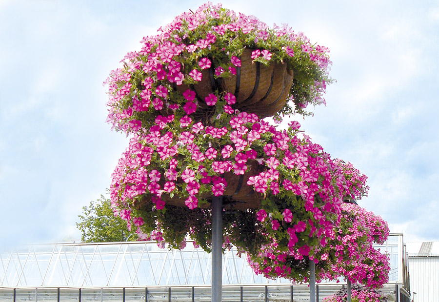 banner-start-desk-querformat-pfostenbasket