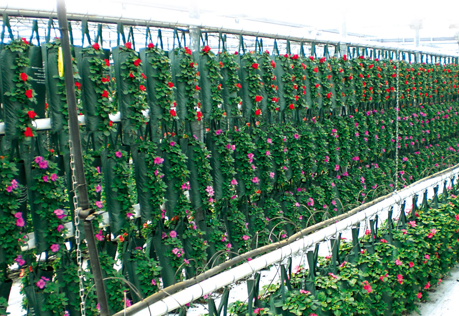 banner-start-desk-querformat-PBA-Kultivierung