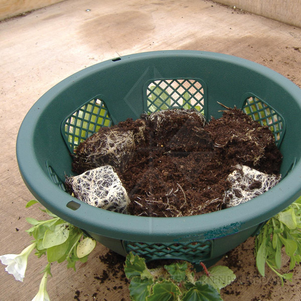 Ampel-Plantopia-Bepflanzung