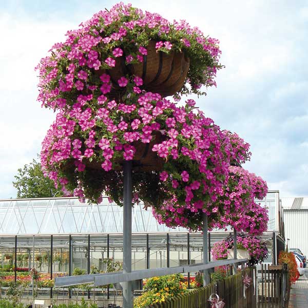 Pfosten-Basket-PraxisCjCfoqgCDn50b